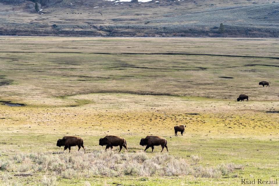 My first time visiting Yellowstone National Park this year.