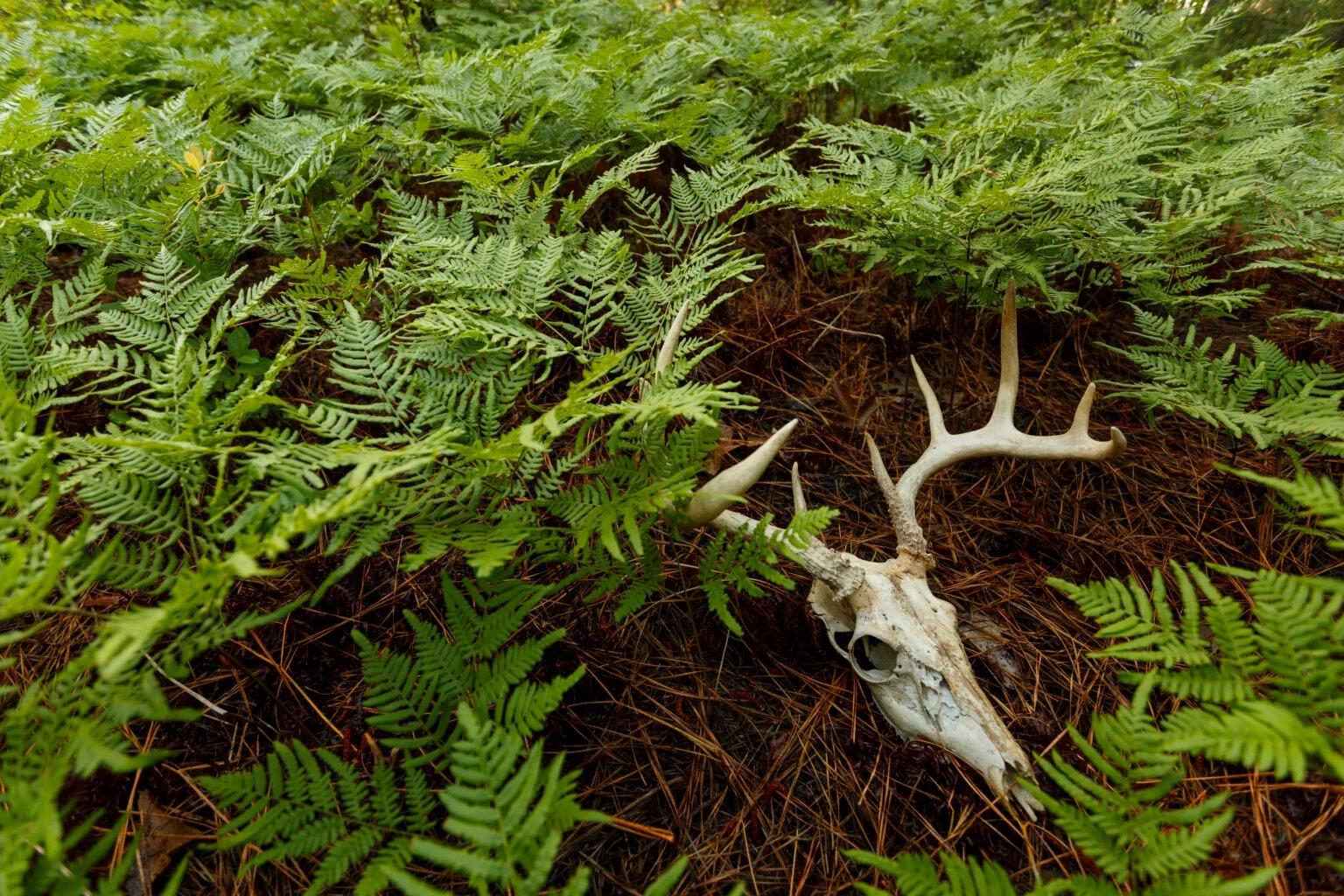 Shed Hunting 101: Expert Tips for Finding More Antlers This Spring