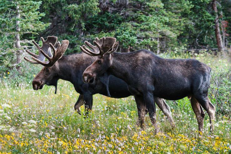 Pack of Canadian Wolves Released in National Park to Control Moose Populations