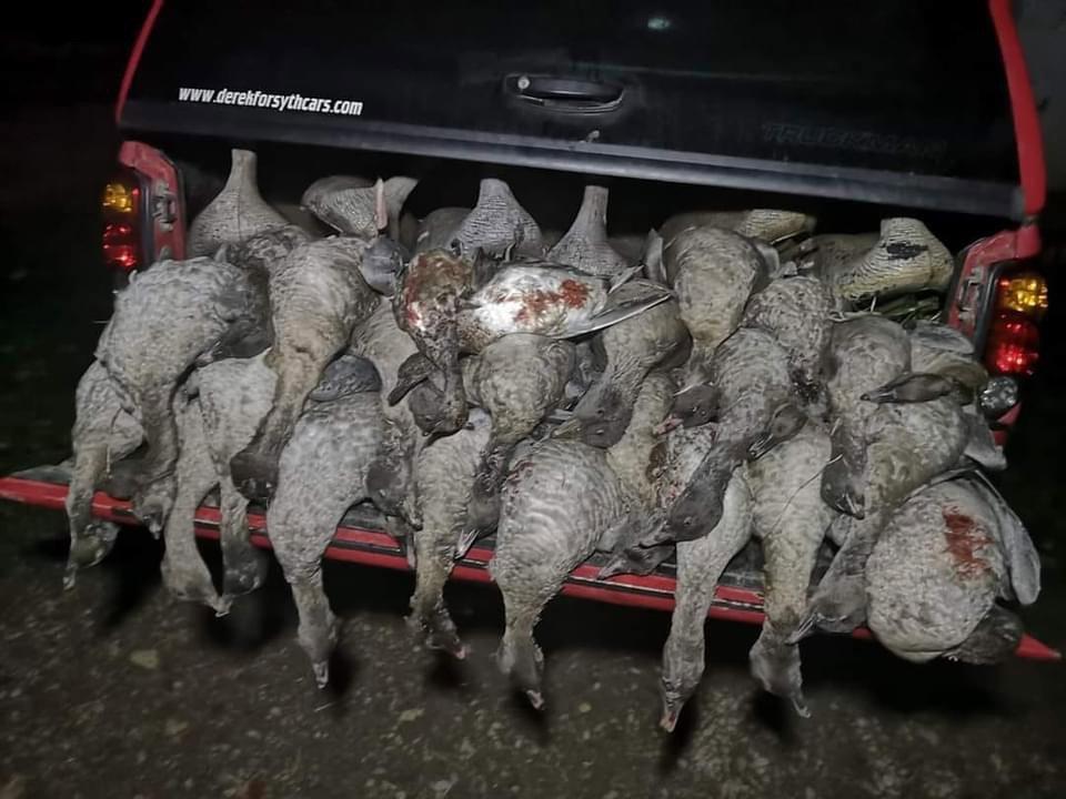 Goose shooting 
