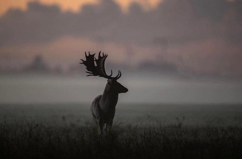 A majestic Master Fallow Buck at low light in the Phoenix Park, Dublin