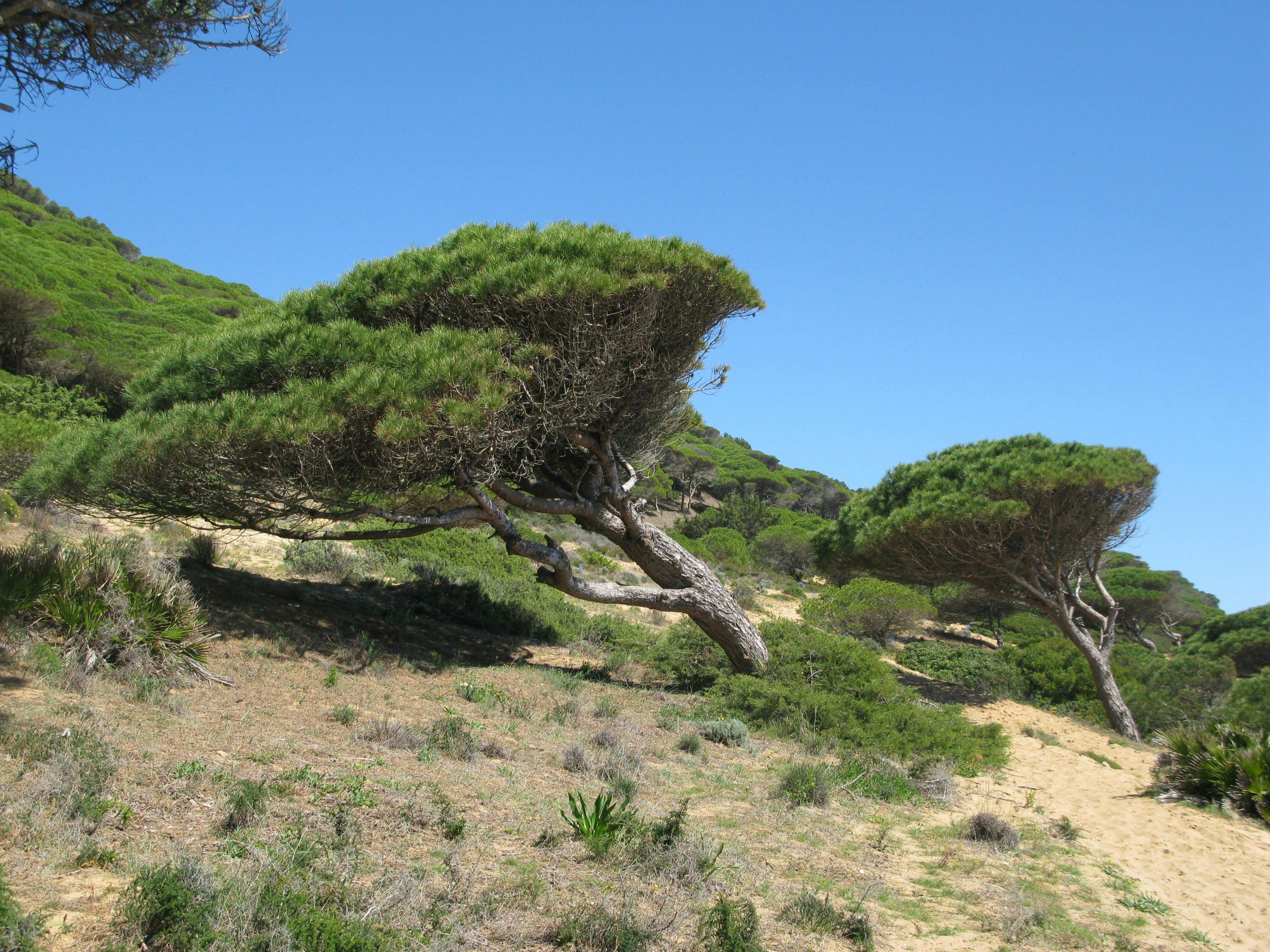 Caza en Galicia: Tierra de Bosques Verdes, Tradiciones Rurales y Rutas Cinegéticas en el Noroeste Atlántico Español