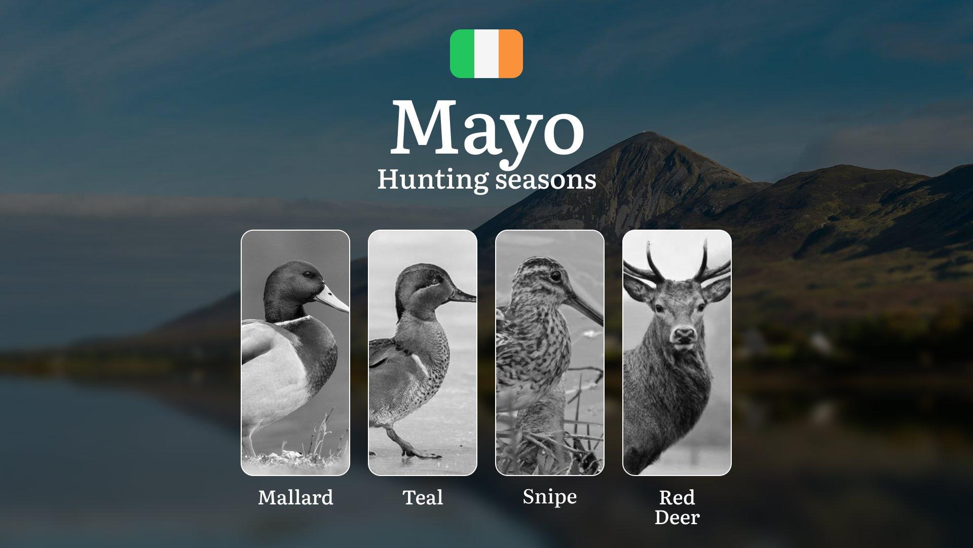Beyond the Calendar: How MAYO'S Extreme Weather and Ancient Landscapes Shape the Perfect Hunt