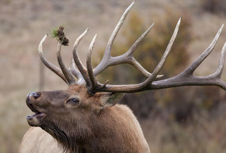How to Call in a Bull Elk Like a Calling Champion