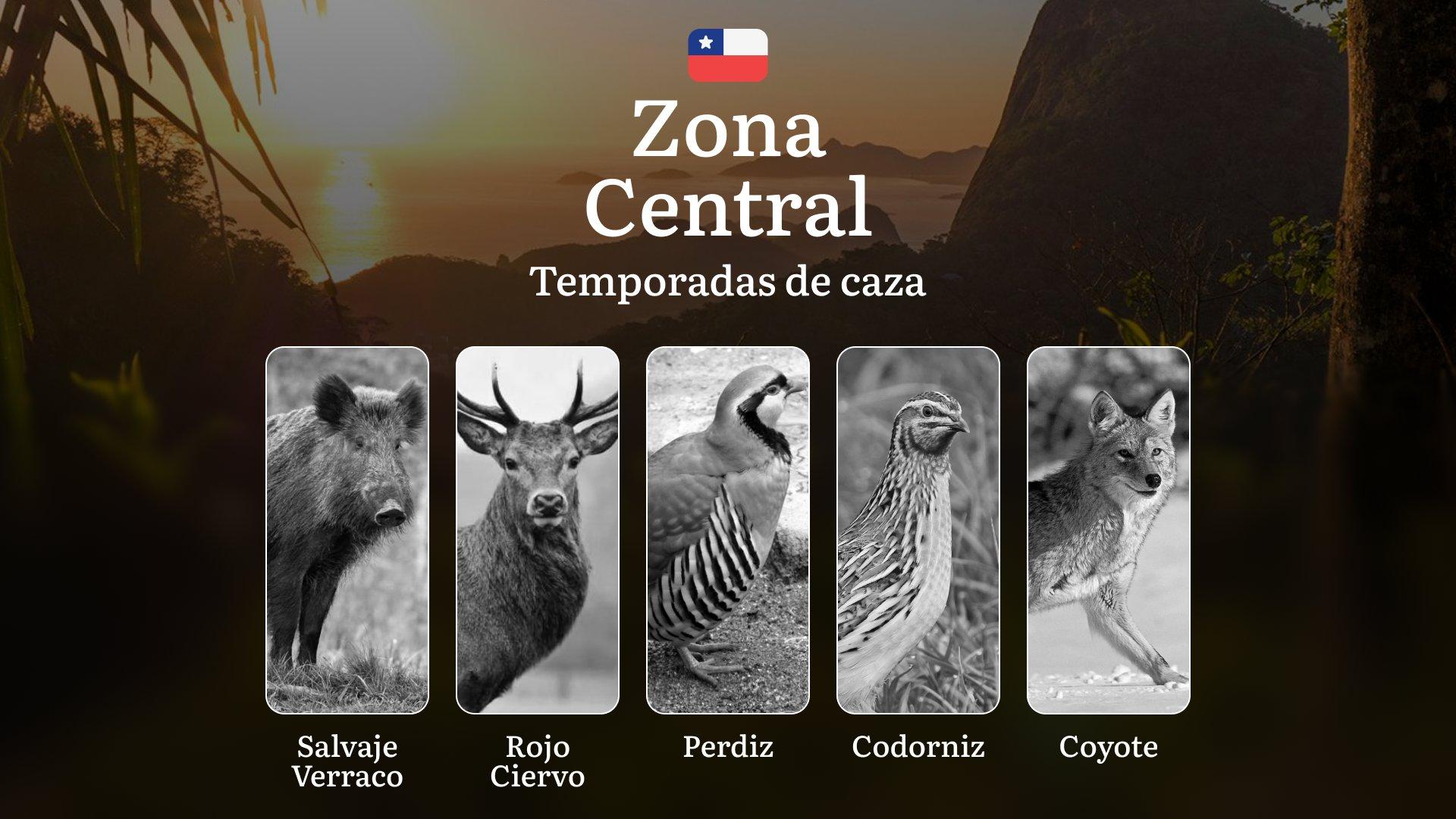 Temporadas de caza en la Zona Central de Chile: fechas, reglas y consejos para cazadores, mejores épocas, lugares y tácticas de caza