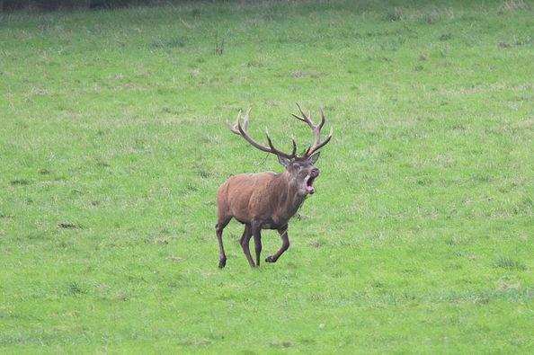 cerf déterminé au combat, pas de dommage collatéral ni pour un ni pour l'autre, juste impressionnant