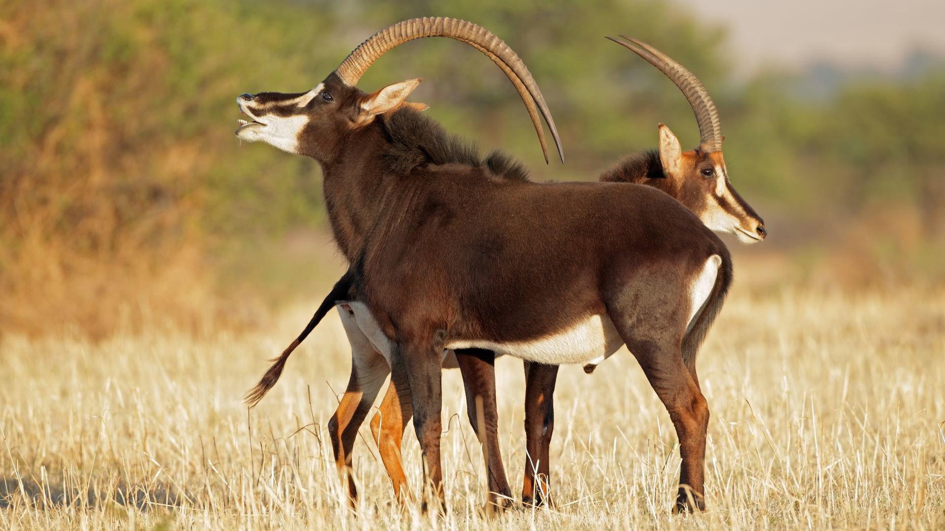 Hunting in Unity State: Landscapes, Local Hunting Culture, and Wildlife Resources