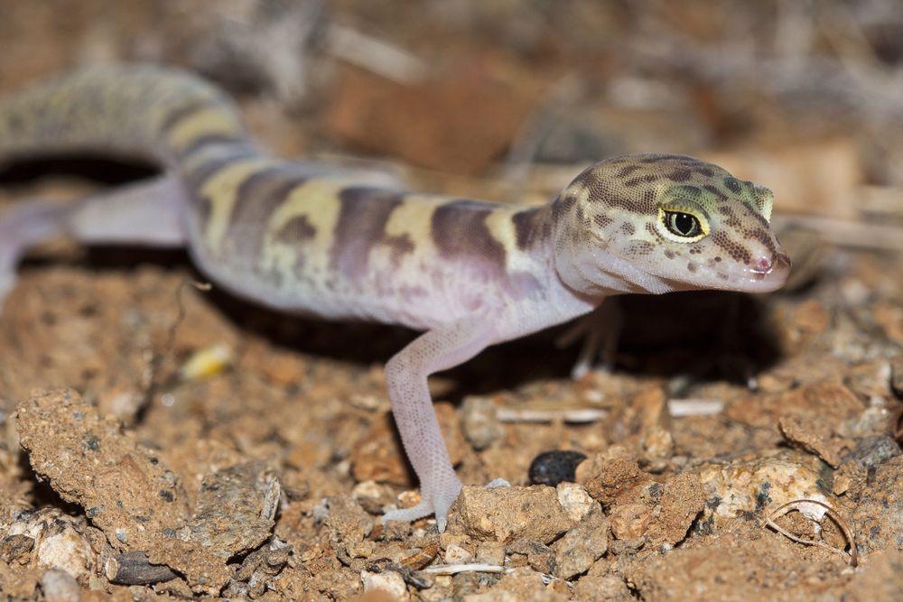 How predators get past the trickiest of defenses