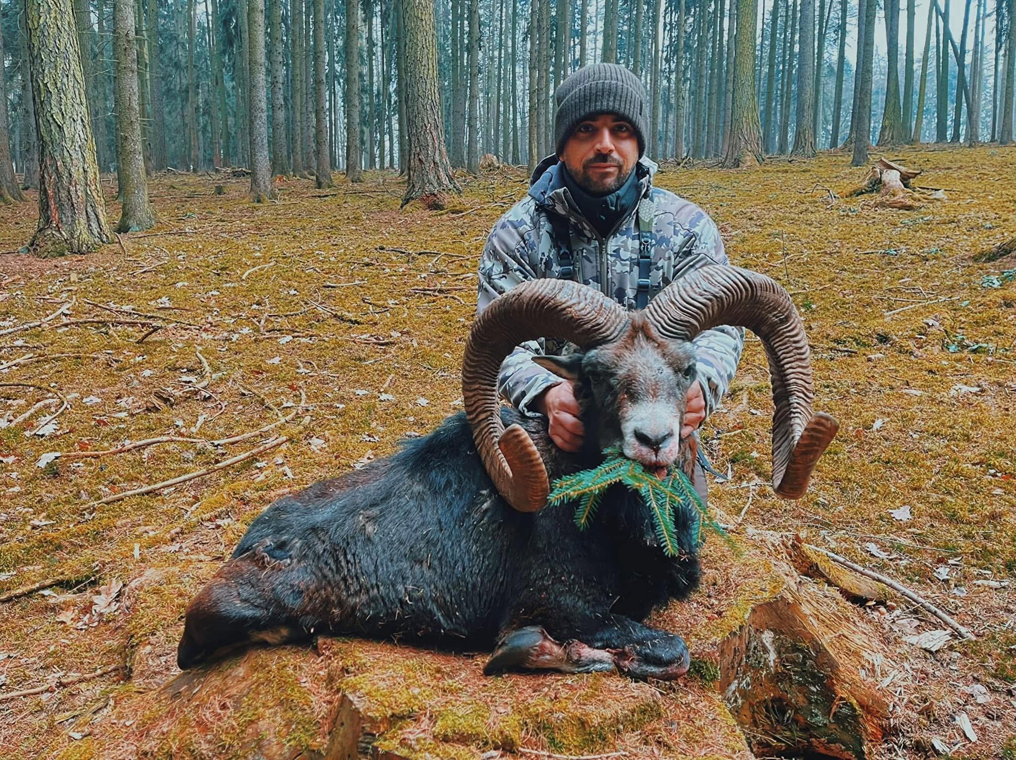 MOUFLONS EN RÉPUBLIQUE TCHÈQUE 🇨🇿