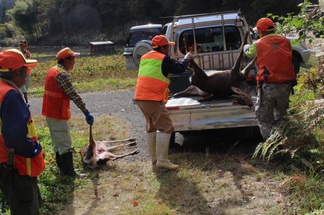 Hunters in Sasayama, Hyogo Prefecture, load deer after a recent hunt.