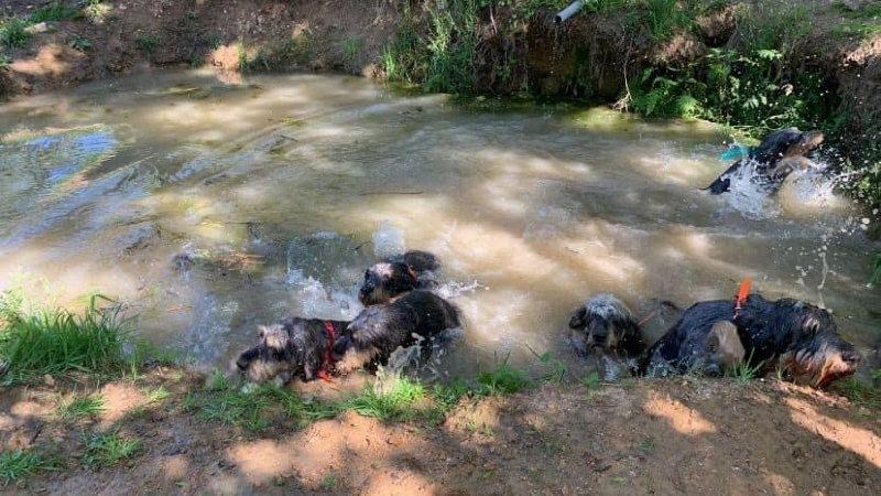 🌡🌡Il fait chaud 🤒pour nos compagnons et nos adhérents, les nivernais ardéchois prennent la fraîcheur dans leur parc d'ébat.