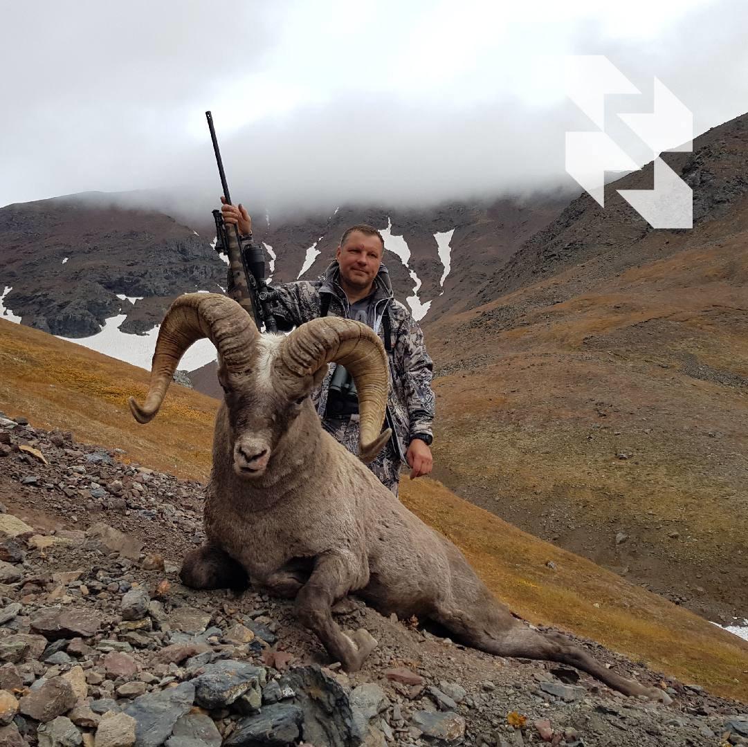 Lov na kamčatsku ovcu bighorn u kolovozu 2023