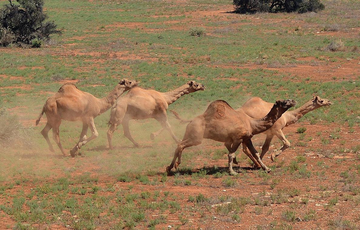 Tombouctou’s Untamed Frontier: Navigating Security Risks and Hunting Opportunities in Africa’s Wild Heart
