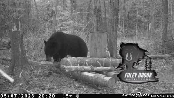 Foleybrook Outfitters still have four spots available for their Spring Black Bear hunt in New Brunswick, Canada in 2024