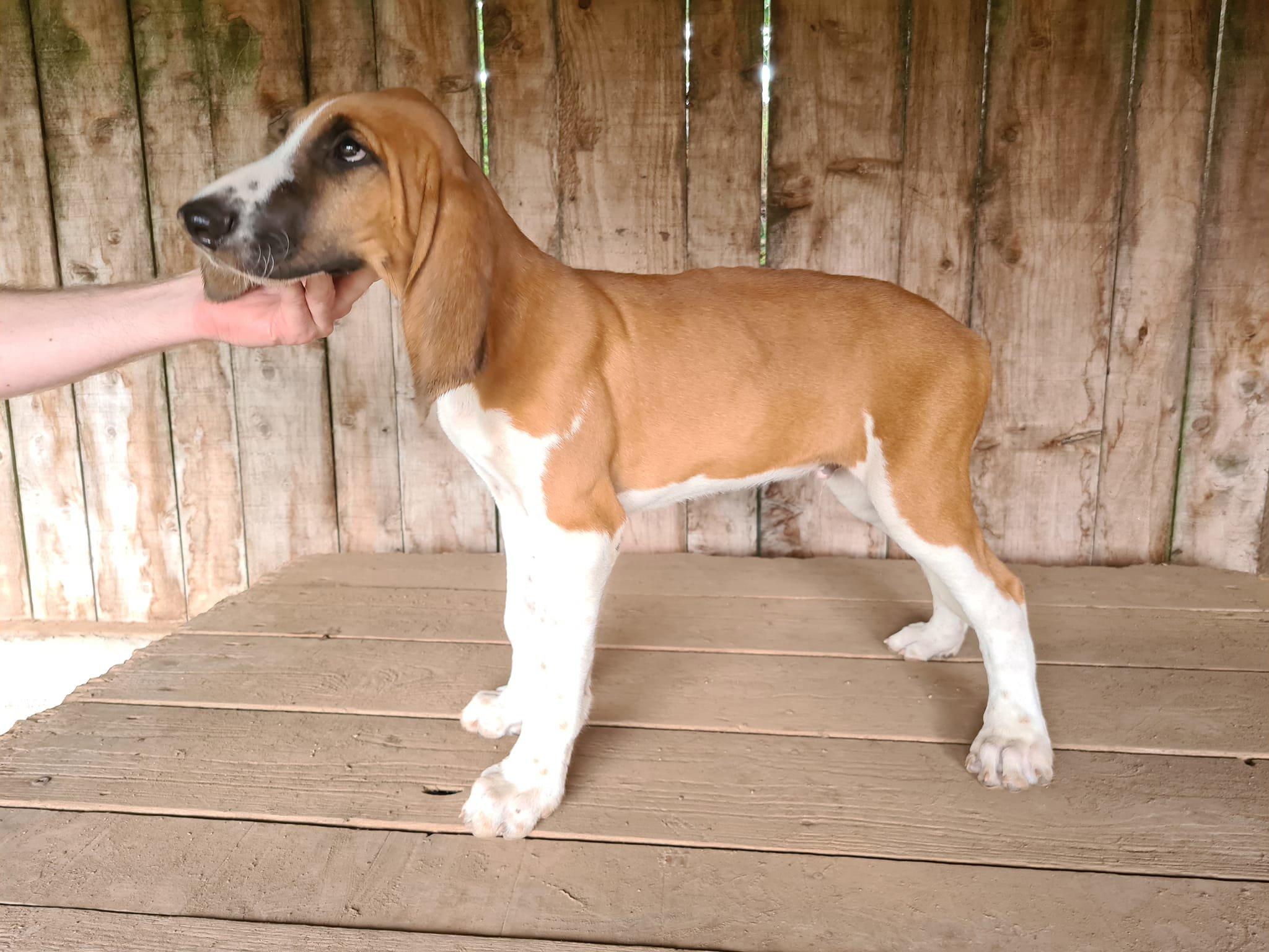 Chiots Anglo Poitevin