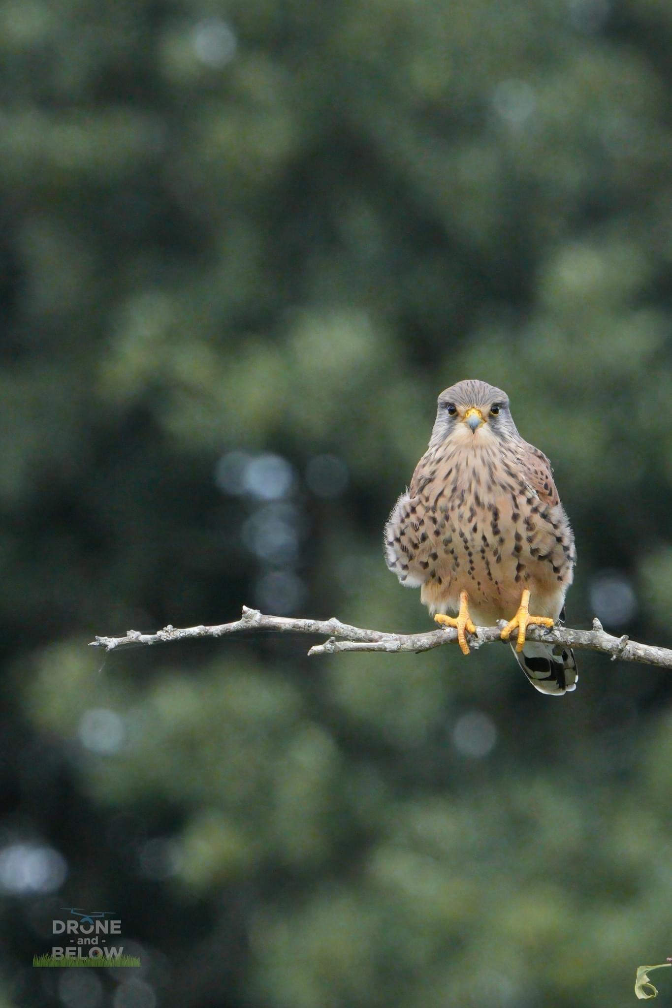 An Early Start for a Day Immersed in Nature’s Beauty at the Royal Park