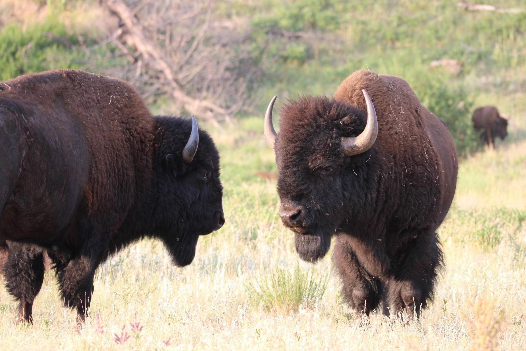 Bison sparing and some elk.