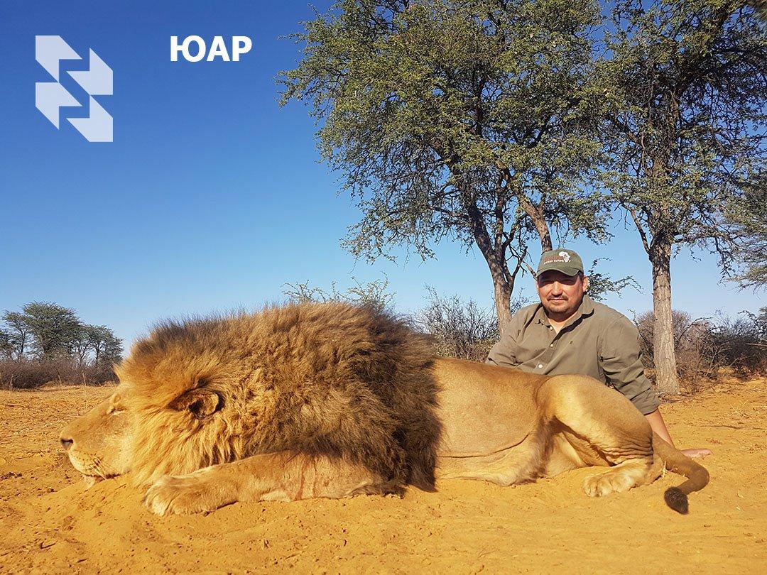 The African Lion — the Central Trophy of Your Hunting Collection