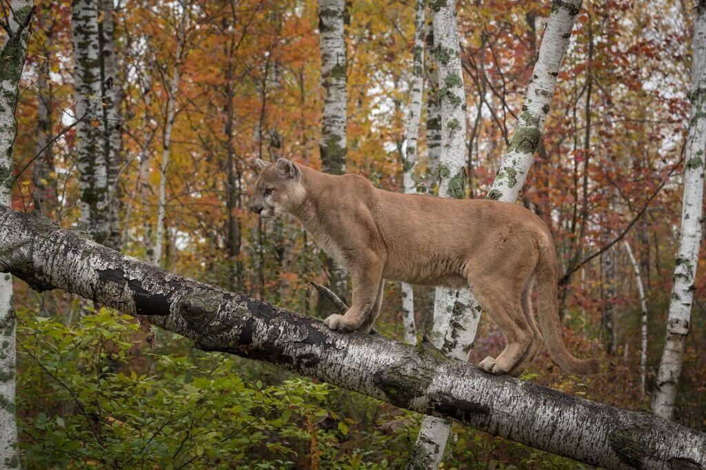 Wisconsin wildlife officials won't seek charges against bow hunter who killed cougar