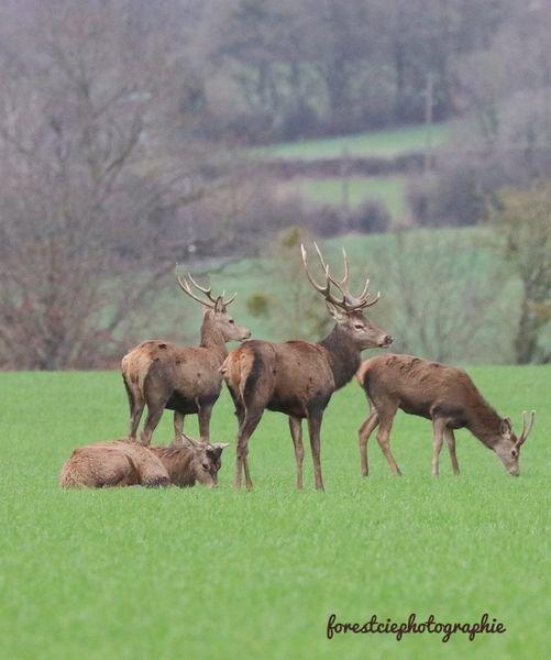 Réunion entre mecs 🦌📸