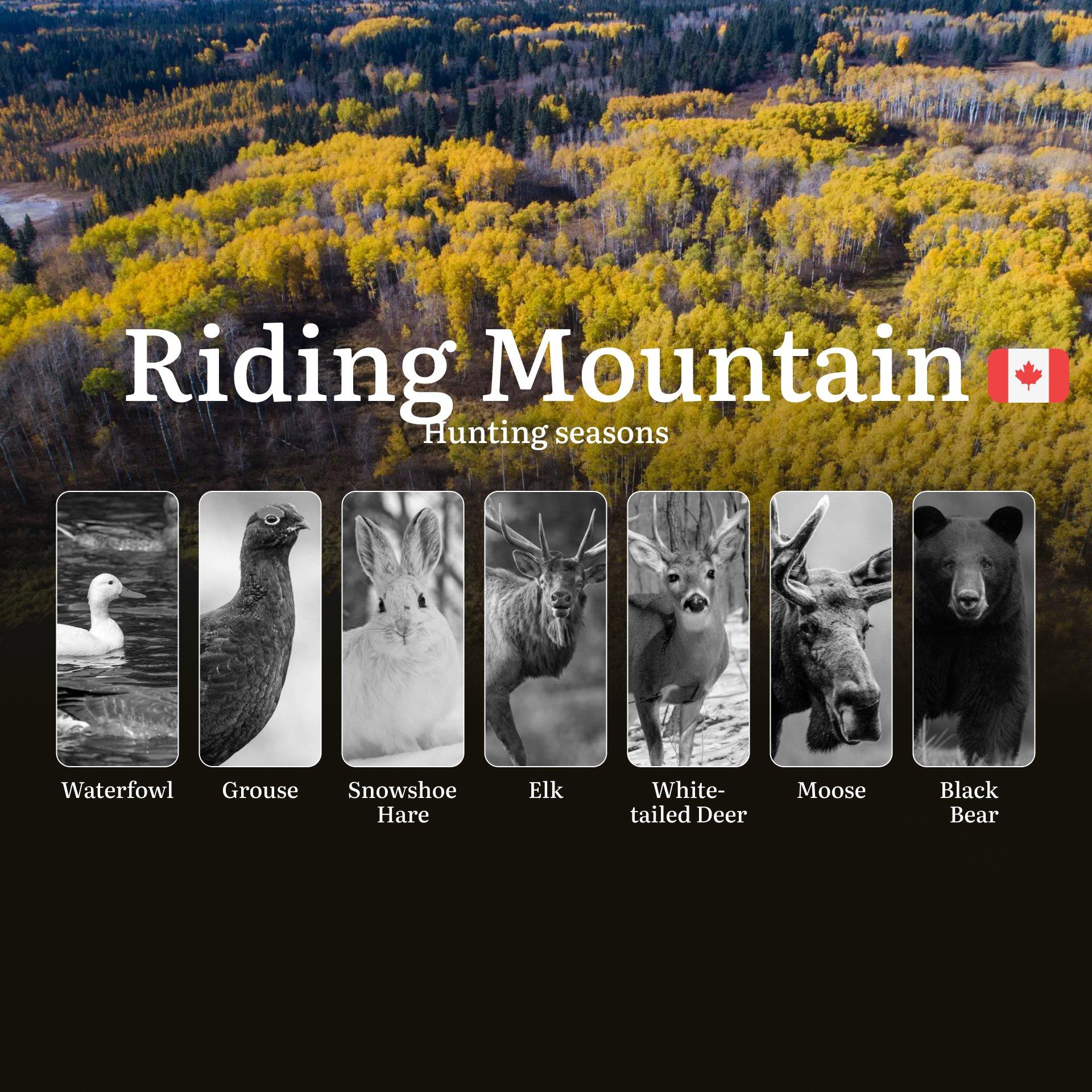 Hunting in RIDING MOUNTAIN: Seasons, Essential Rules, and Tips 