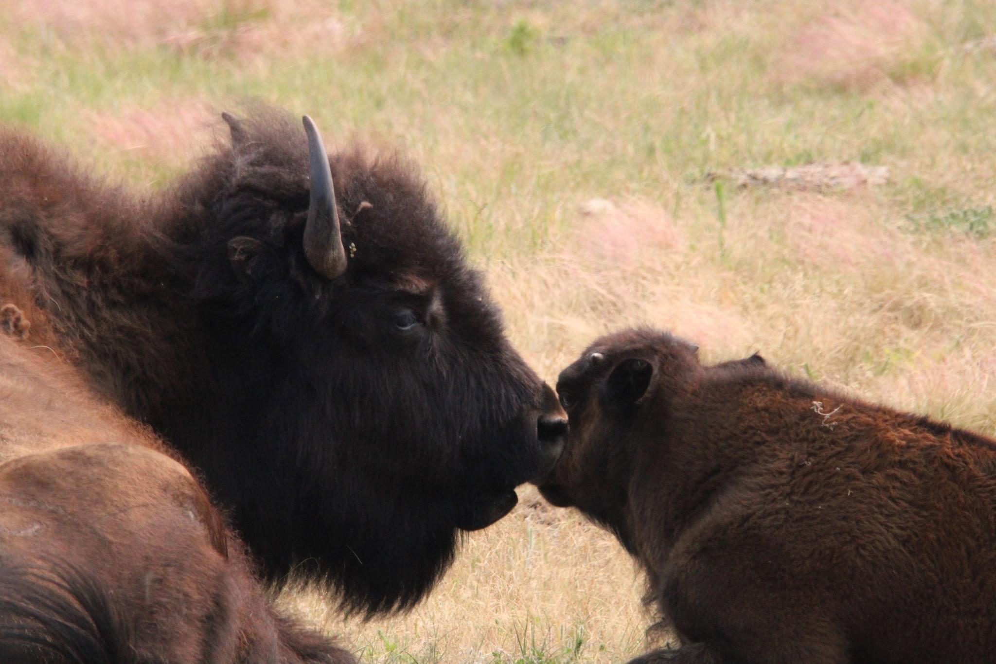 Bison sparing and some elk.
