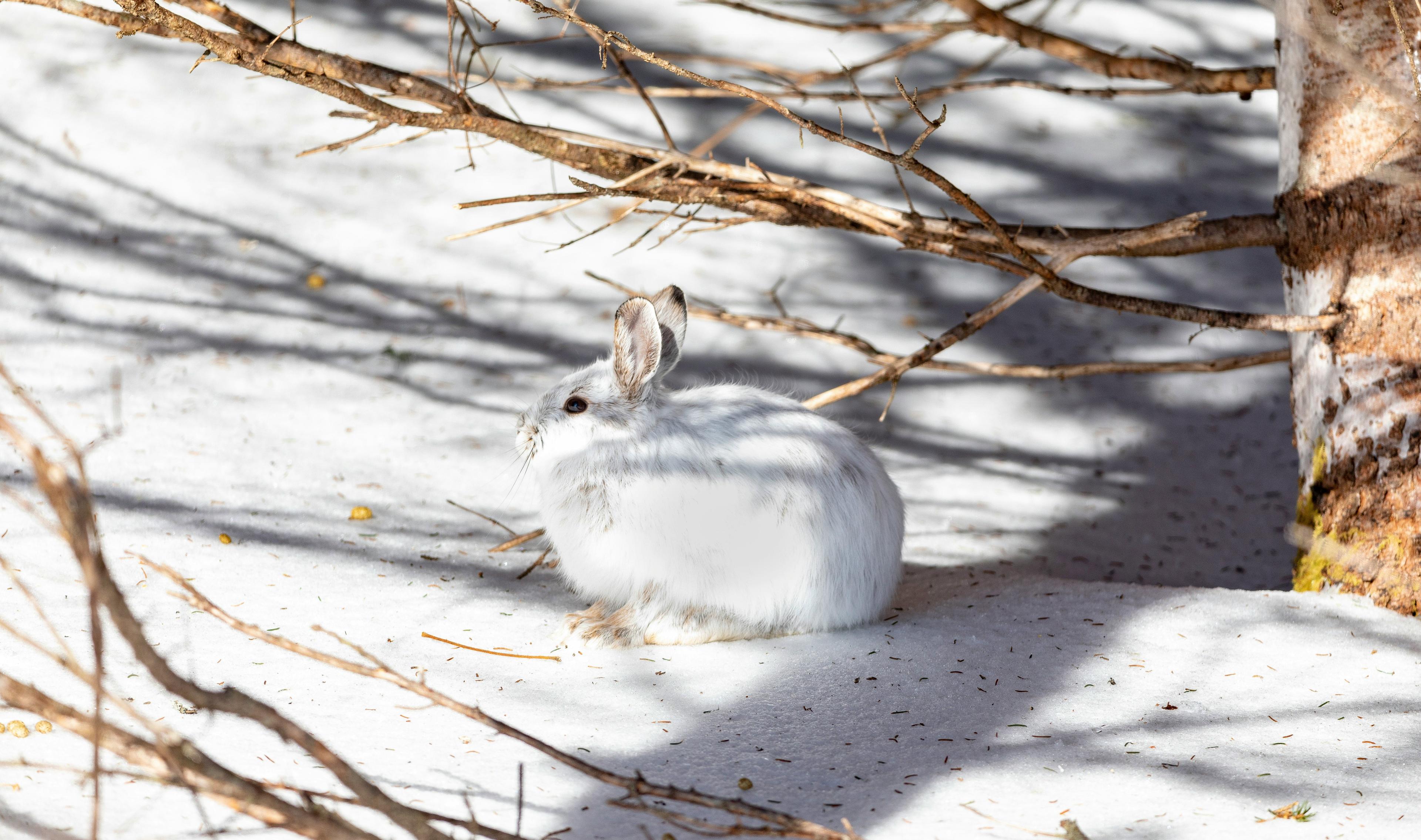 Hunting in PRINCE EDWARD ISLAND (P.E.I.): Insights into Demographics and Local Hunting Associations, Geographical characteristics, Laws and Hunting Seasons