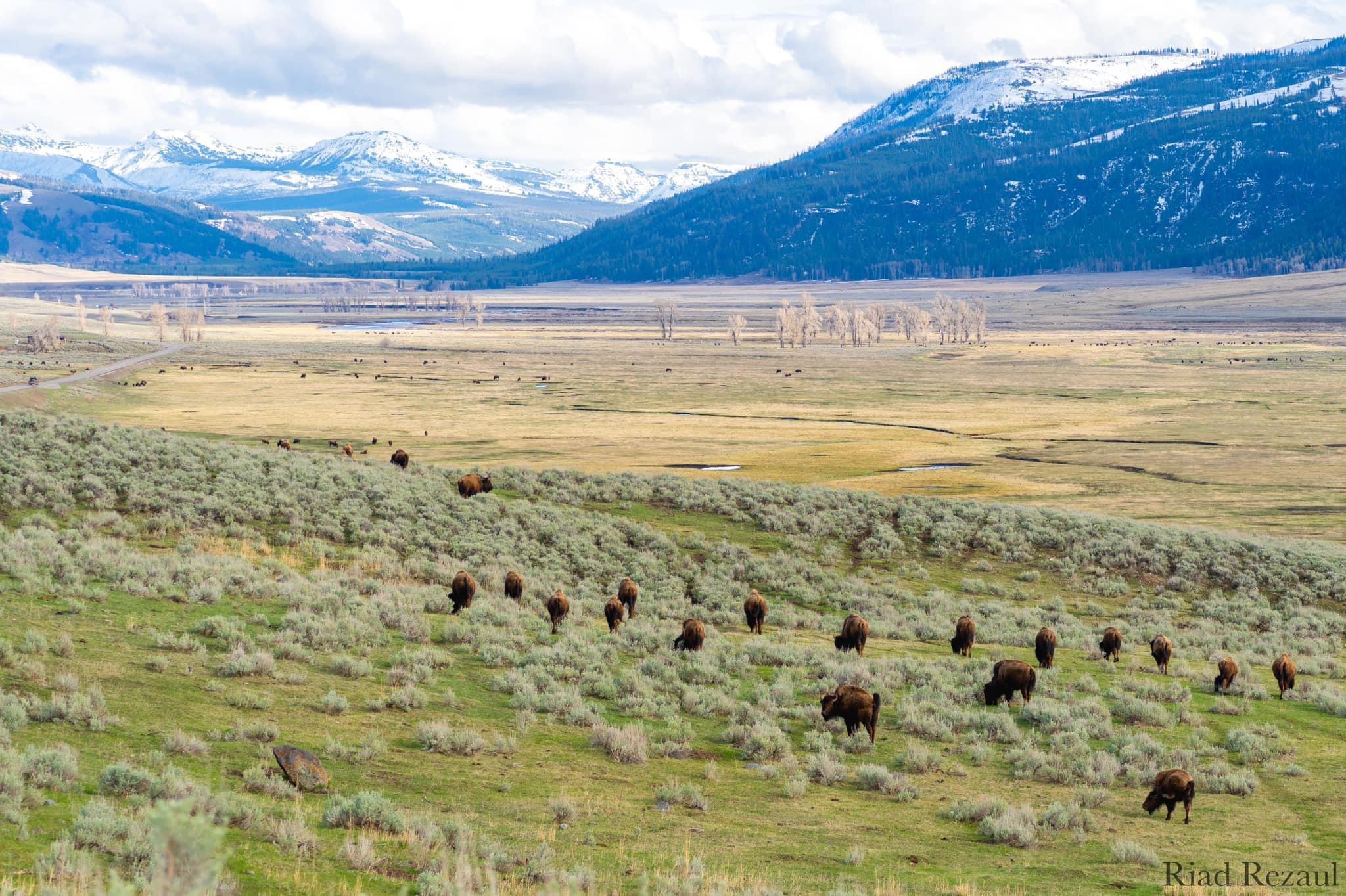 My first time visiting Yellowstone National Park this year.
