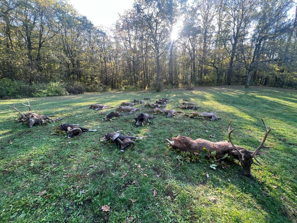 🇭🇺🐗🦌🌿