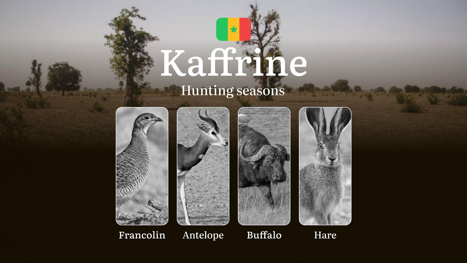 Hunting Seasons in Senegal: Time and Dates of Hunting, Restrictions and Bans, Tactics for Hunting in the KAFFRINE Region