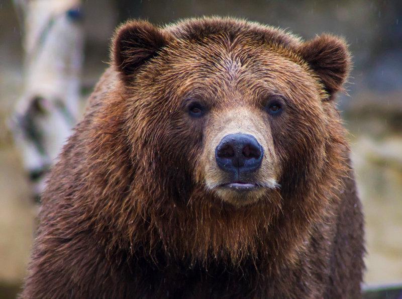 Why hunt for bear in Maine?