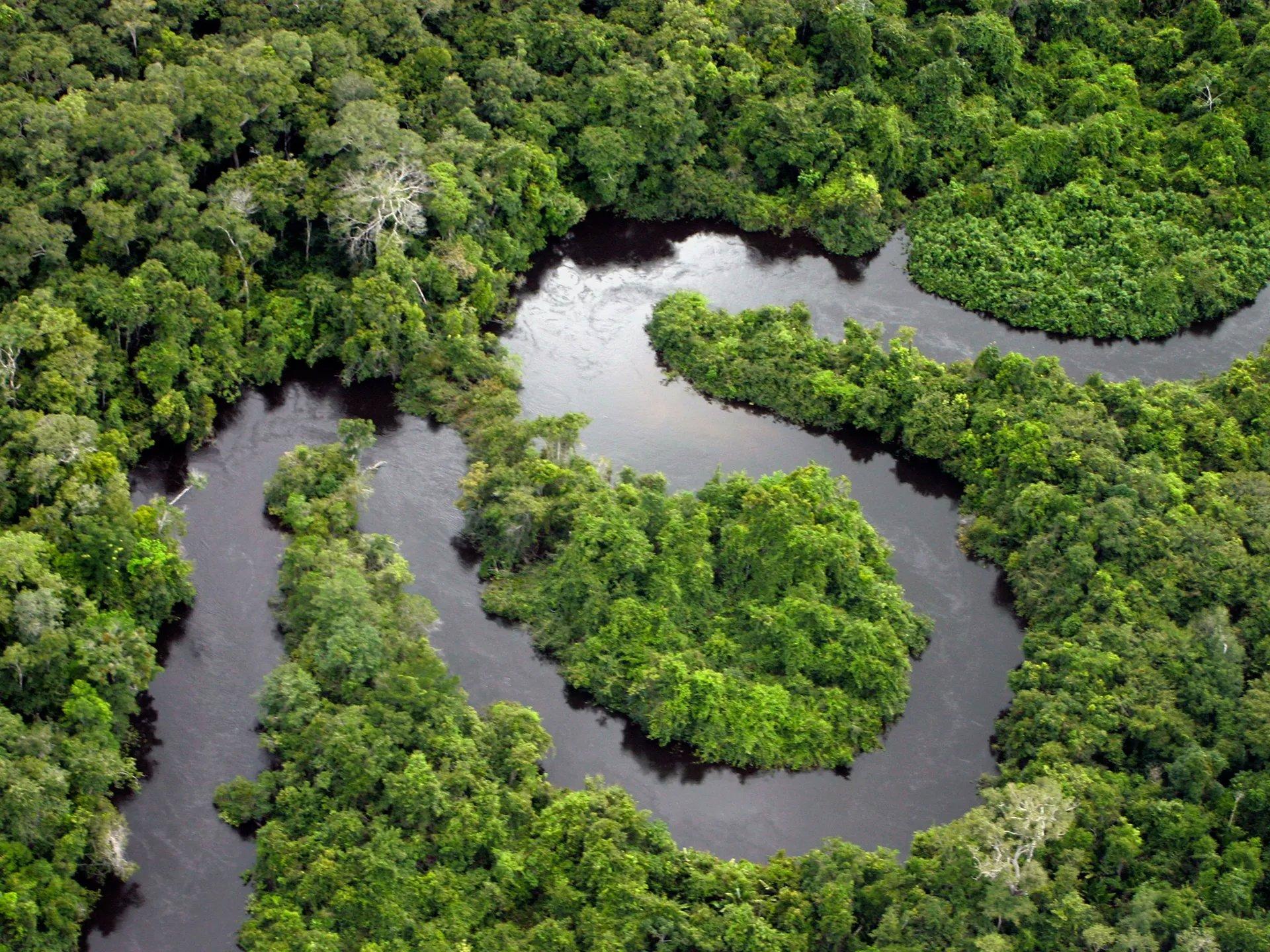 The Most Beautiful Forests in the World