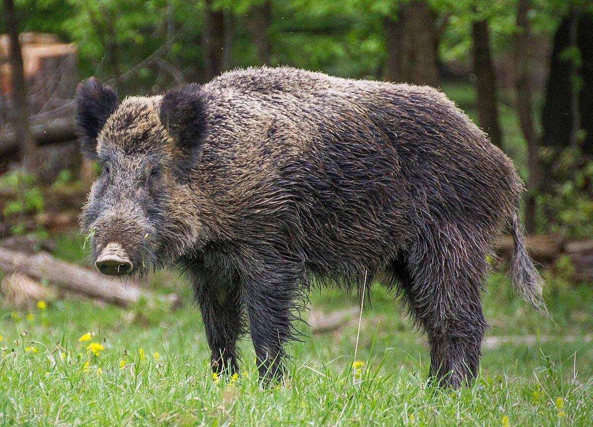 Jagd im Bezirk Mattersburg: Wildarten, Jagdzeiten, Besonderheiten, Praxis, Bestimmungen, Jagdverbände, Jägerstatistik, Traditionen, Jagdreviere, Fakten