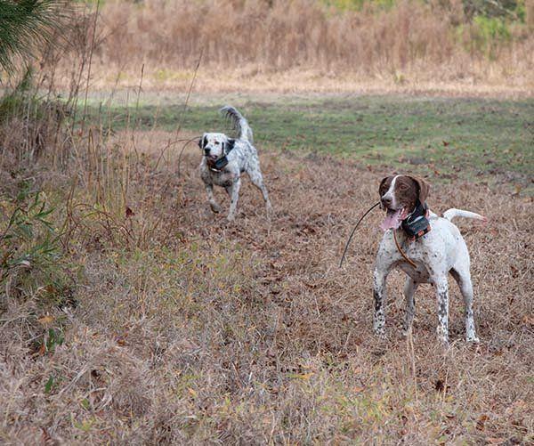 Private property owners sue over Virginia’s hunting dog law