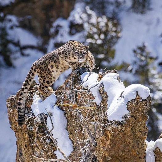 Amazing photo of a Snow Leopard on the cliffs of the Himalayan mountains of Nepal.