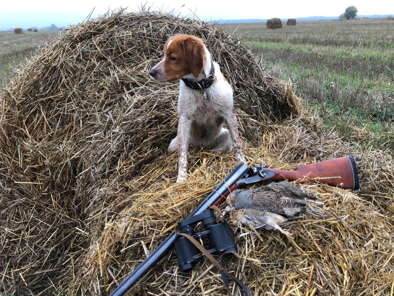 The Breton Spaniel: The Ideal Hunting Companion for the Avid Hunter