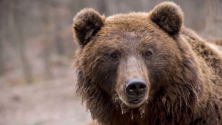 В Томской области собака спасла хозяина от напавшего медведя