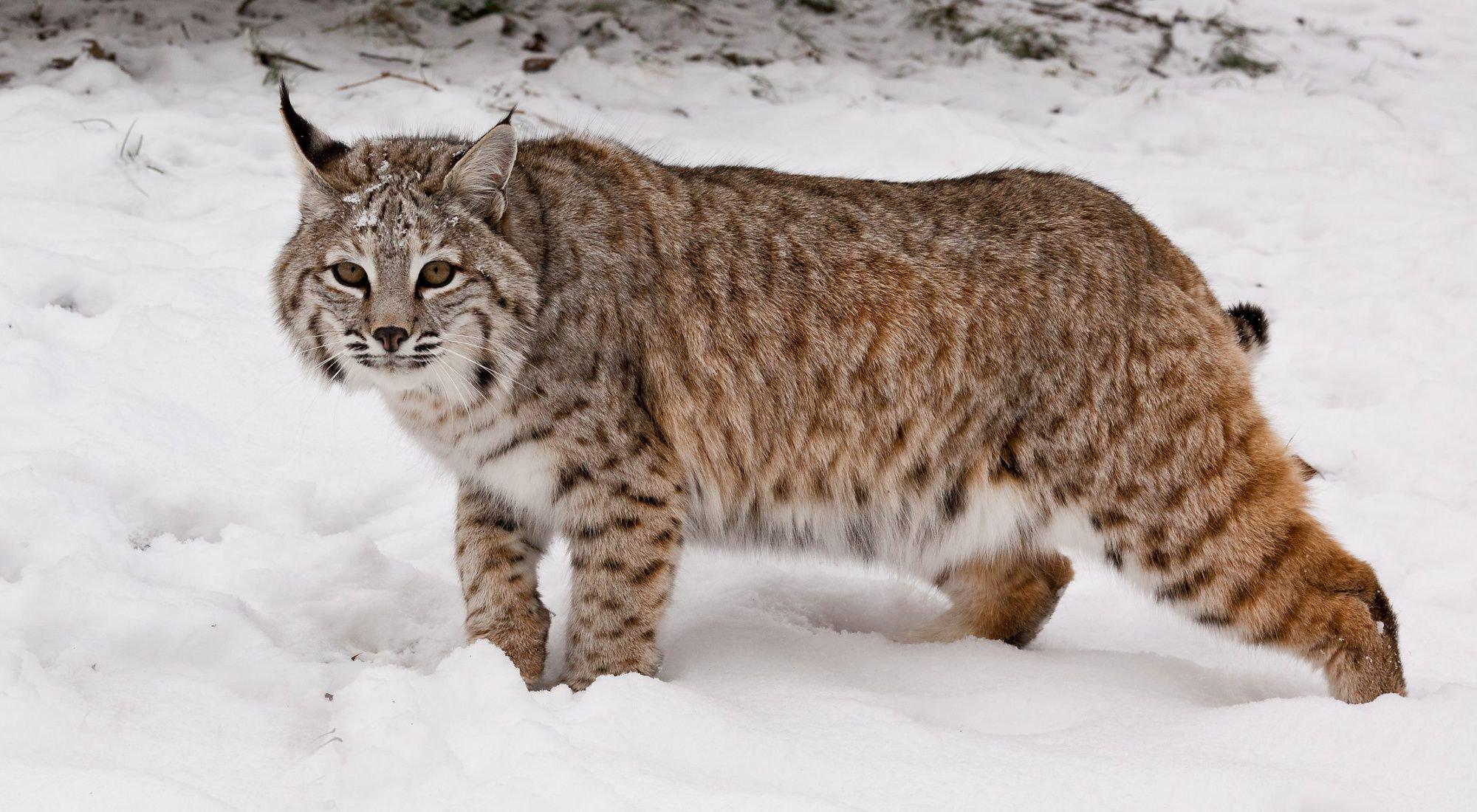 The bobcat (Lynx rufus), also known as the red lynx, is a medium-sized cat native to North America.