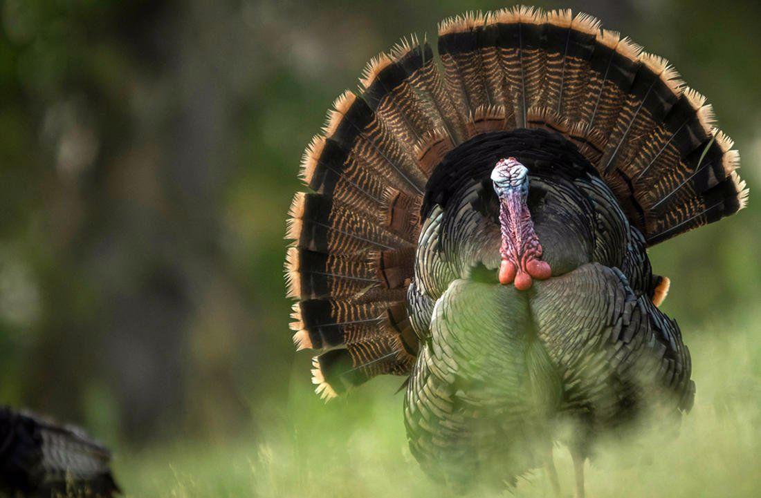 NC wild turkey hunting season set to open