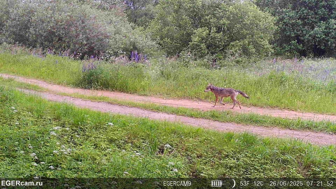 🐺The story of one pair of wolves in the hunting grounds of Alexander from our RikaNV team in Belarus!