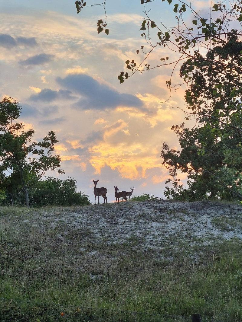 How lucky to see these deer and this beautiful sunset🥰 So grateful to call this place my home ❤️