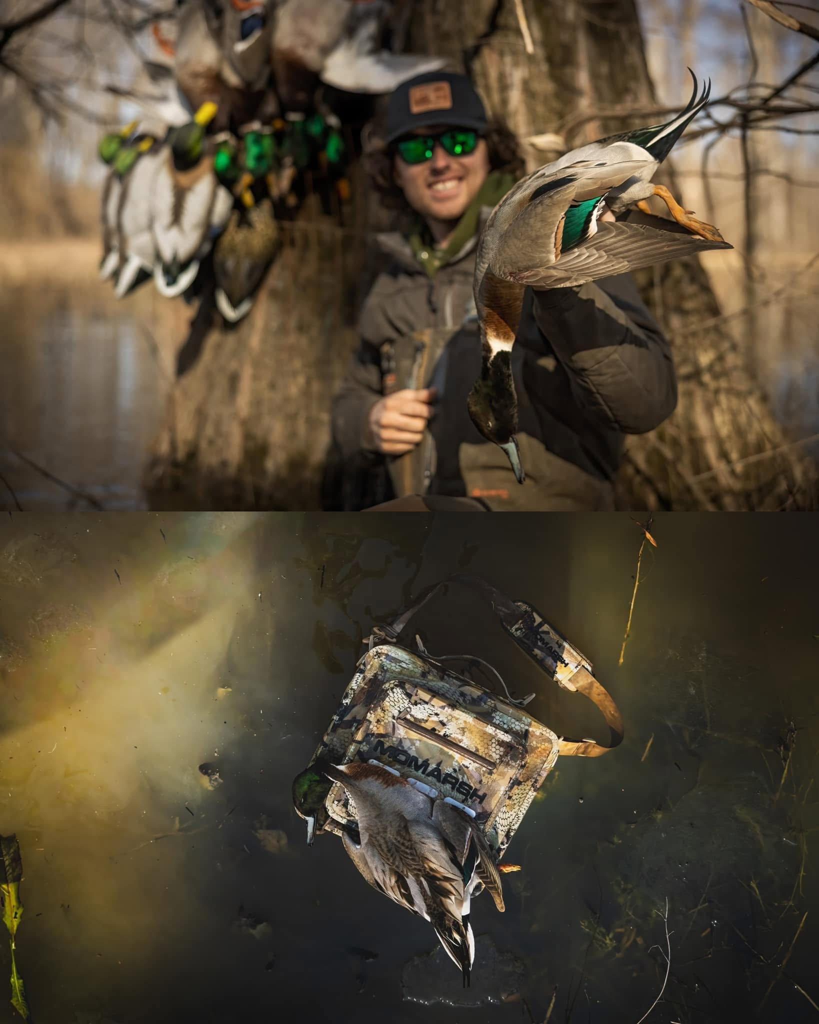 Pintail x Mallard,