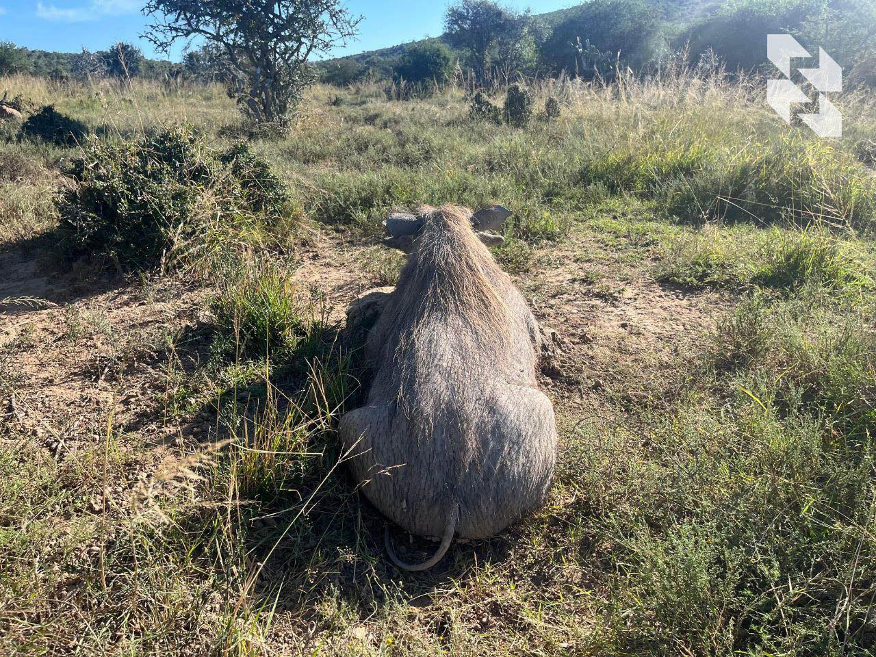 Mountain hunting in 🇿🇦 South Africa?