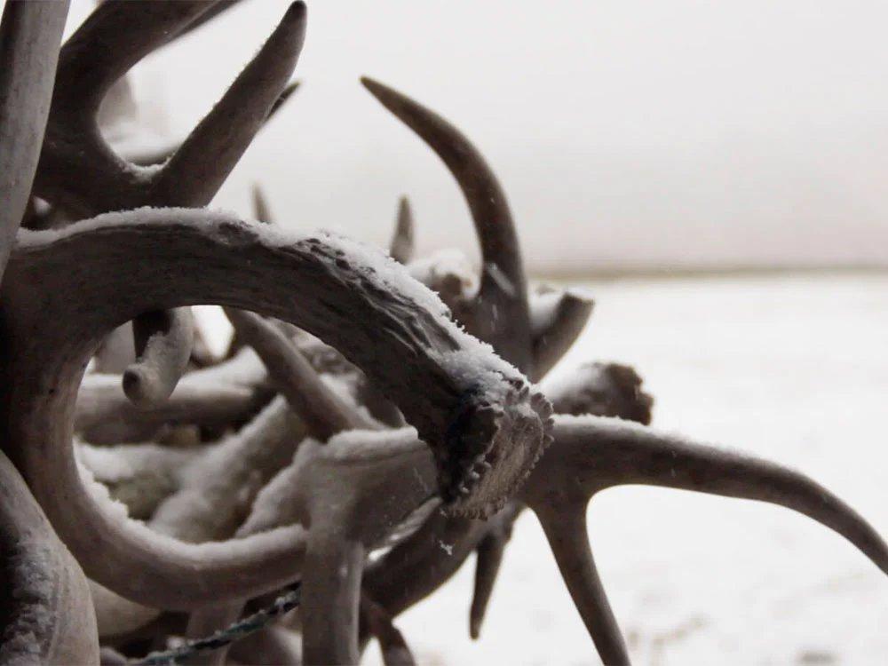 Shed Hunting 101: Expert Tips for Finding More Antlers This Spring