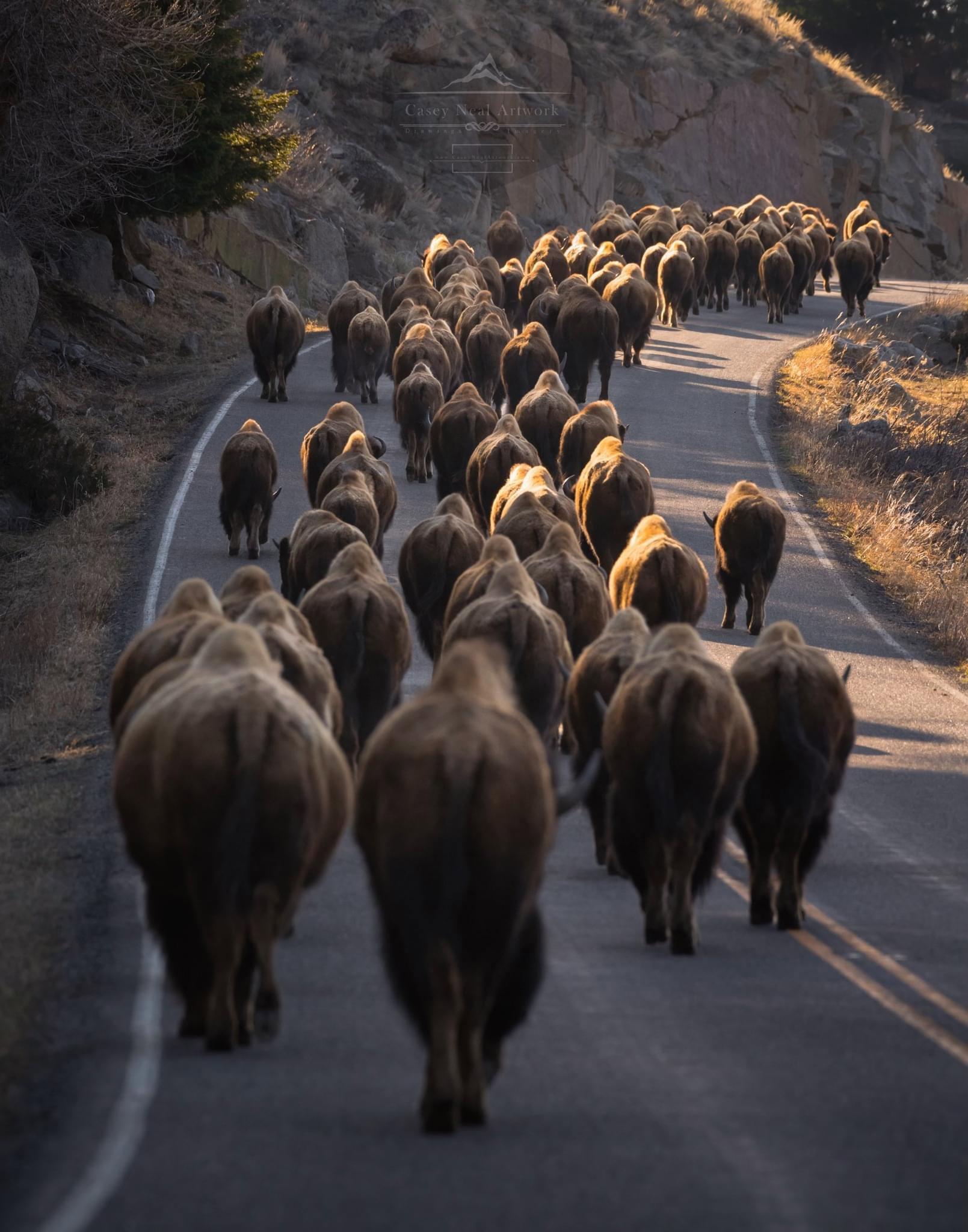 The Yellowstone Travelers,