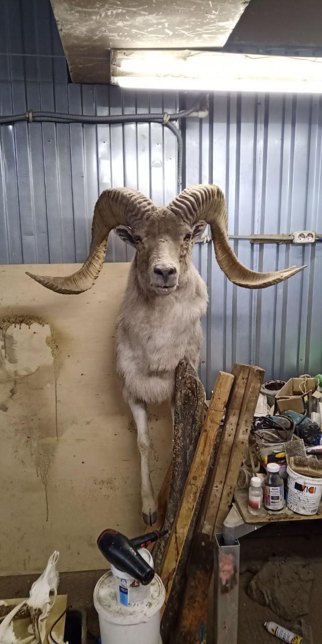 🛠Dmitry Popov visited his old taxidermist friend