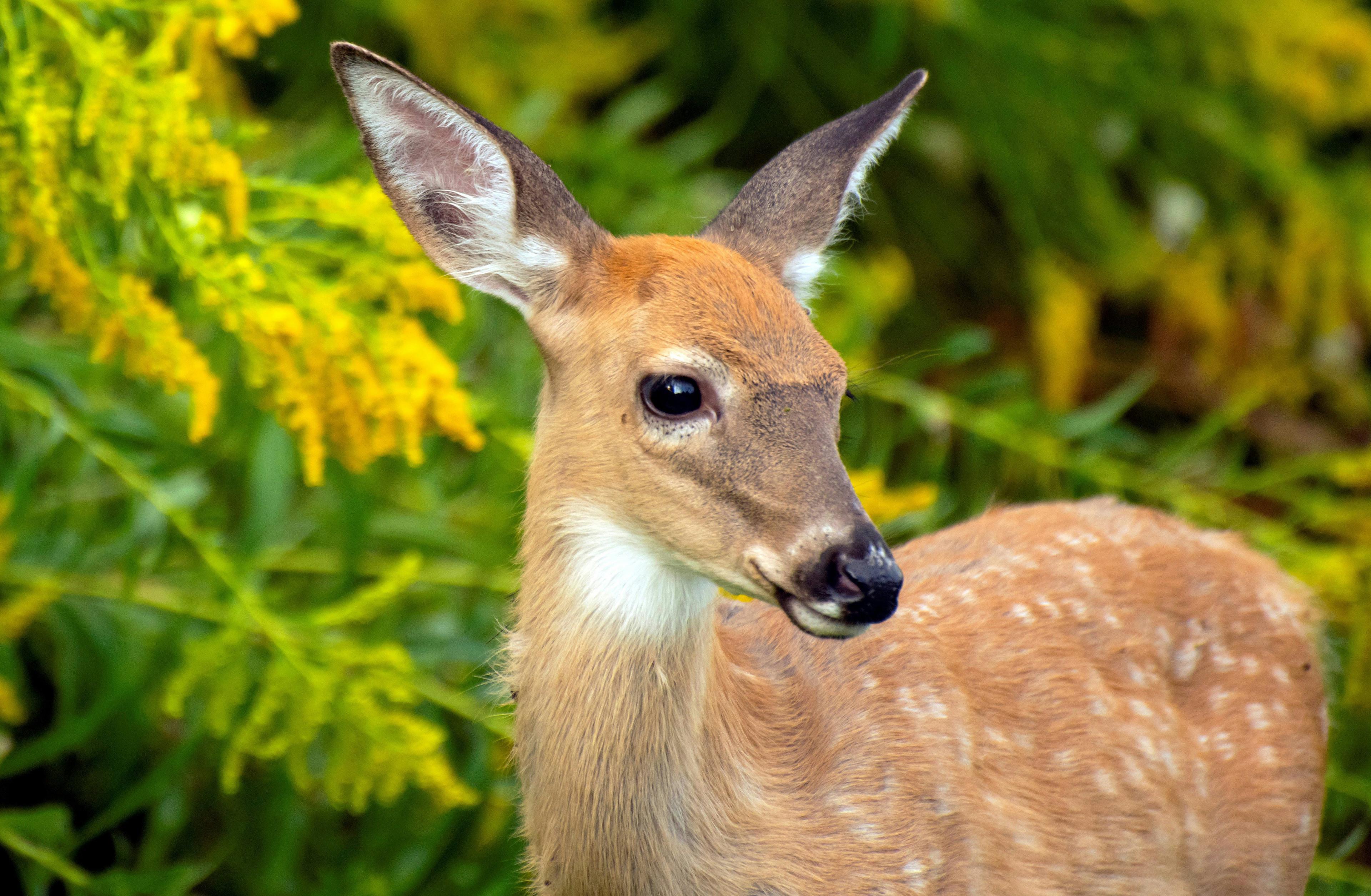 Hunting in the WHITESHELL MANITOBA Region: Discover the Local Demographics and Vibrant Hunting Associations of the Area 