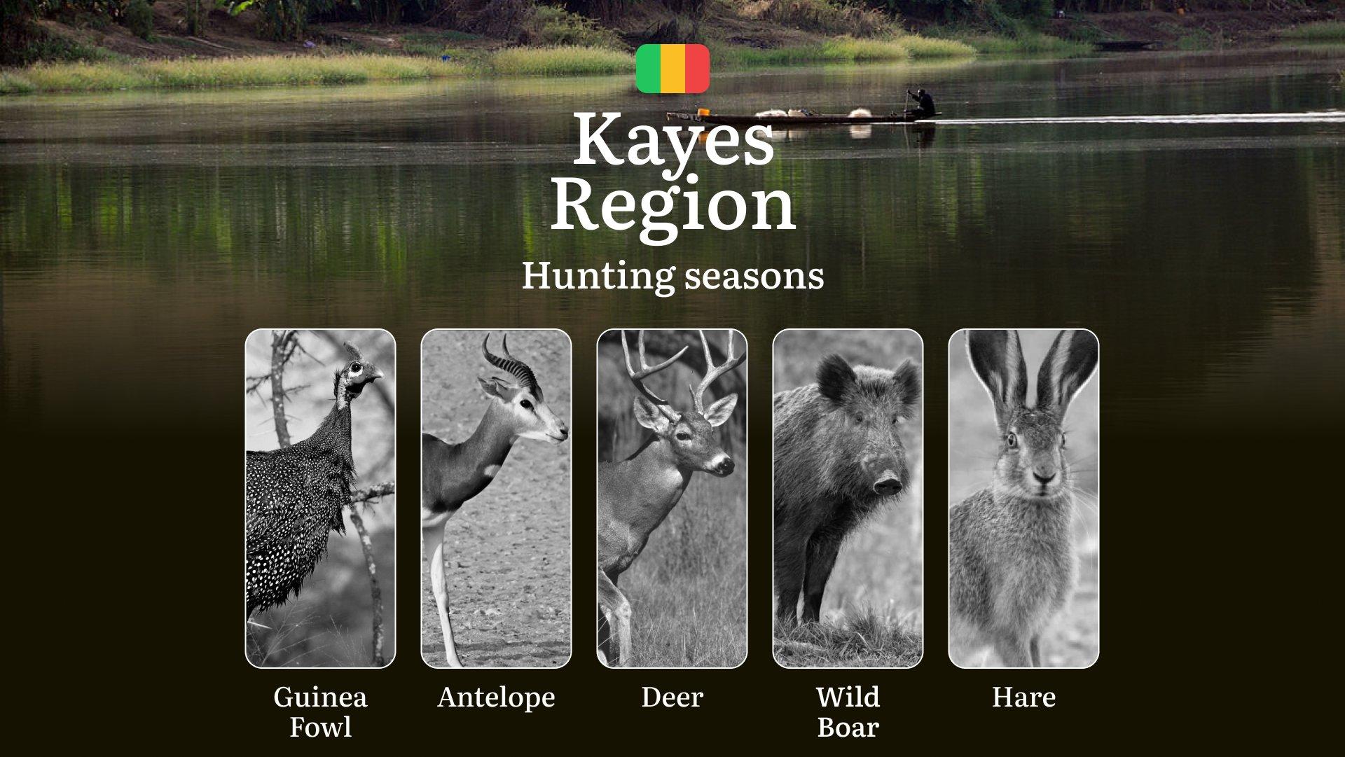 Hunting Season Dates in Kayes Region: Hunting Periods, Species and Season Bans, Joining the Hunt, Getting Licensed, Penalties That Can Ruin Season, Expert Picks, Timing, Tools