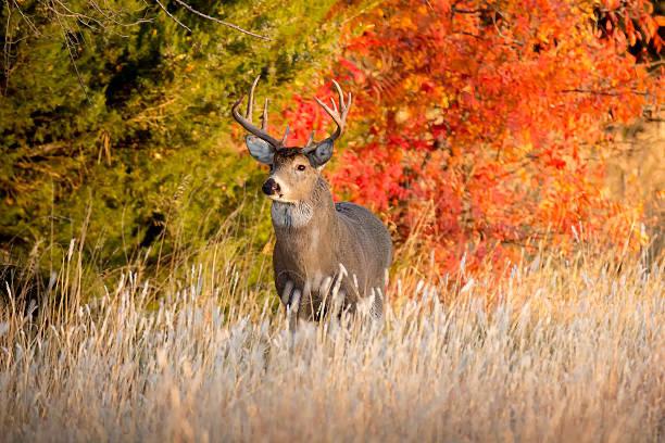 🍂 Hunting Season is Here!