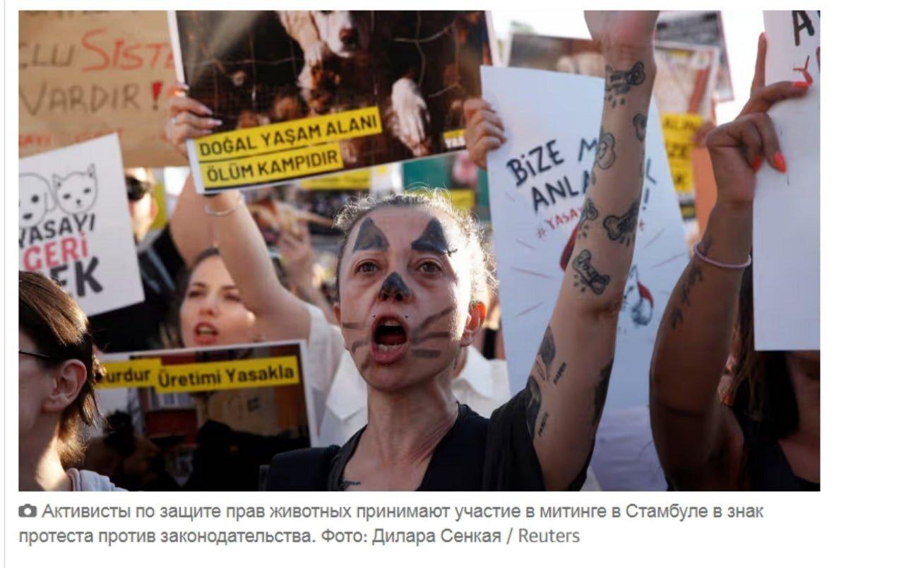 В Стамбуле протестуют против отлова 4 млн уличных собак
